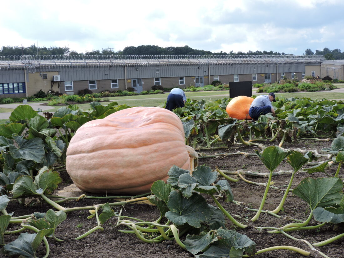 Belmont County prisoners to enter the Barnesville Pumpkin Festival Weigh-Off | News, Sports, Jobs - Vimarsana News